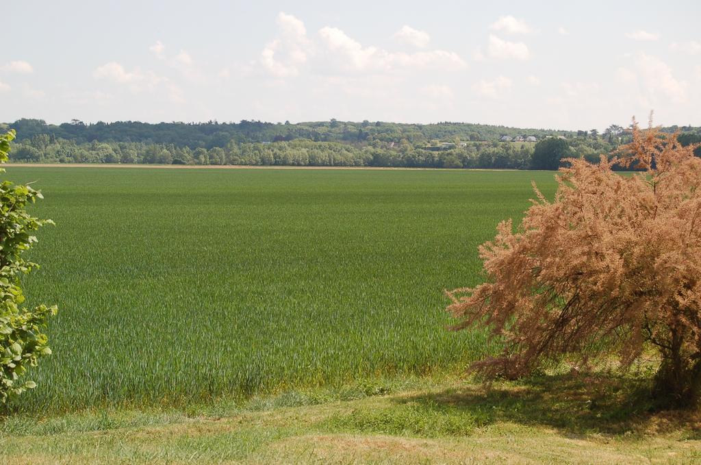 مبيت وإفطار Savonnières La Grange المظهر الخارجي الصورة